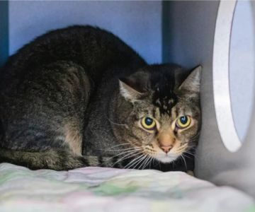 Best CBD Oil for Kittens with Anxiety: Expert Vet Advice