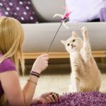 The Best Ways to Play with Your Cat Using Wand Toys