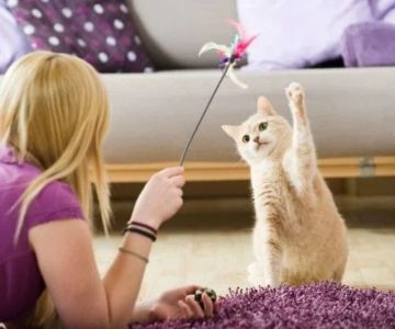 The Best Ways to Play with Your Cat Using Wand Toys