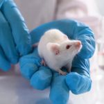 The Laws Surrounding Animal Testing in the US: What You Need to Know