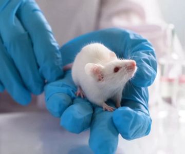 The Laws Surrounding Animal Testing in the US: What You Need to Know