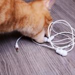 How to Stop Your Kitten from Chewing on Books: Proven Tips and Solutions