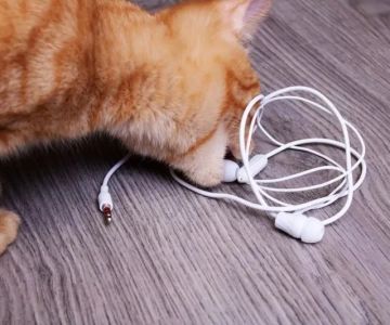 How to Stop Your Kitten from Chewing on Books: Proven Tips and Solutions