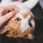 Why Is My Cat So Clingy All of a Sudden? Understanding Behavioral Changes