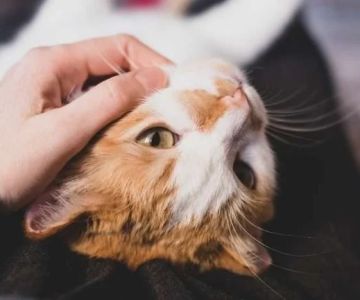 Why Is My Cat So Clingy All of a Sudden? Understanding Behavioral Changes