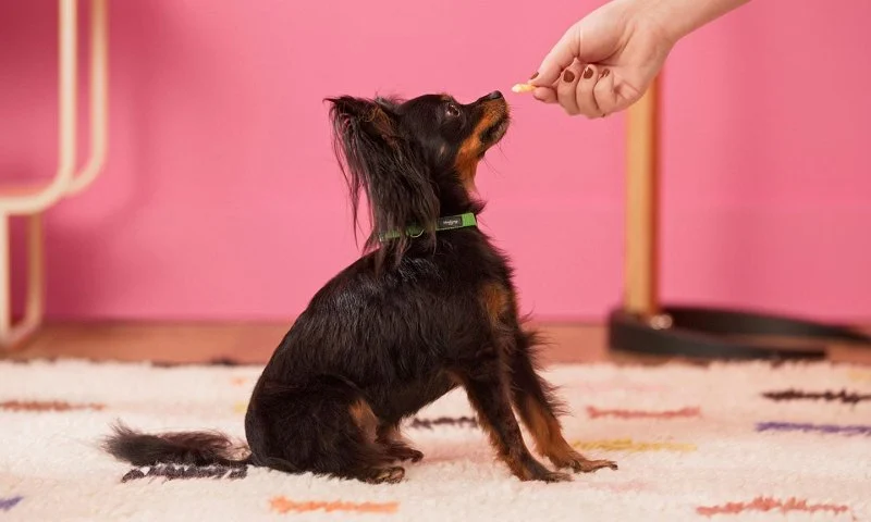How to Teach Your Dog Basic Obedience Commands (Sit, Stay, Come)