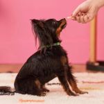 How to Teach Your Dog Basic Obedience Commands (Sit, Stay, Come)