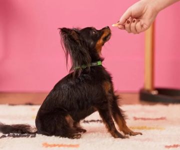 How to Teach Your Dog Basic Obedience Commands (Sit, Stay, Come)