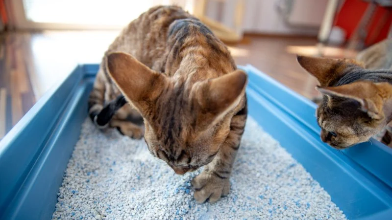 Why Is My Cat's Poop Runny? A Guide to Feline Diarrhea