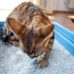 Why Is My Cat's Poop Runny? A Guide to Feline Diarrhea