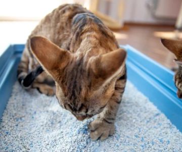 Why Is My Cat's Poop Runny? A Guide to Feline Diarrhea