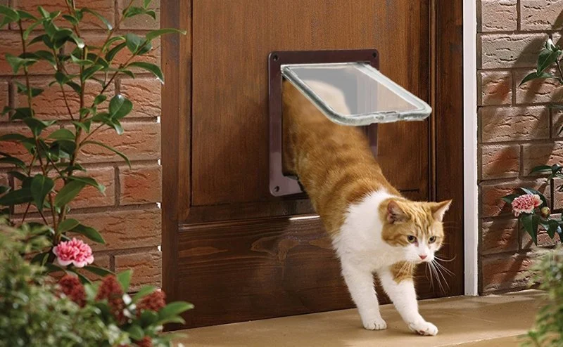 The Best Cat Flaps for Training a Kitten to Go Outside