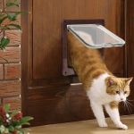 The Best Cat Flaps for Training a Kitten to Go Outside