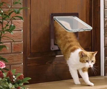 The Best Cat Flaps for Training a Kitten to Go Outside