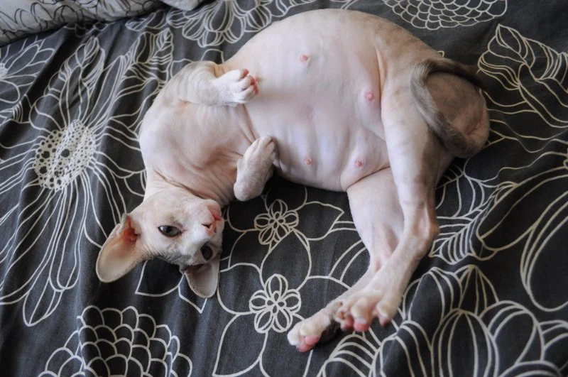 Why Is My Kitten's Belly Button an Outie? Causes and Care