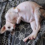 Why Is My Kitten's Belly Button an Outie? Causes and Care