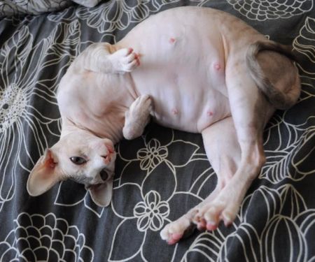 Why Is My Kitten's Belly Button an Outie? Causes and Care