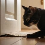 How to Stop Your Cat from Scratching at the Door at Night