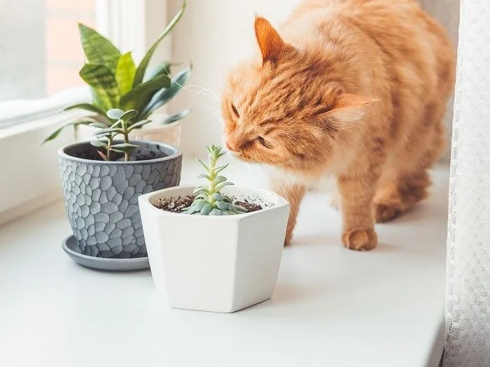 How to Stop Your Kitten from Digging in Houseplants