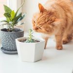 How to Stop Your Kitten from Digging in Houseplants