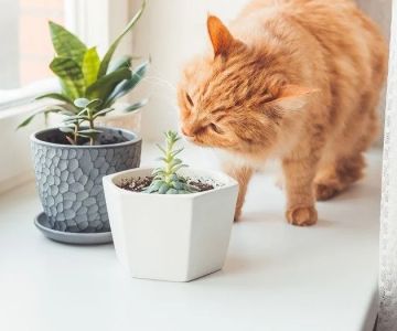 How to Stop Your Kitten from Digging in Houseplants