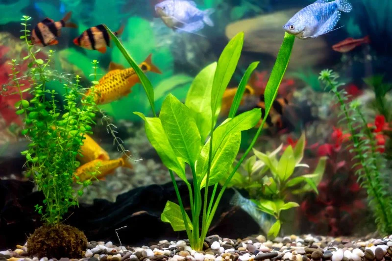 The Best Live Plants to Put in Your Aquarium for Water Health