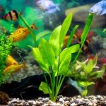 The Best Live Plants to Put in Your Aquarium for Water Health