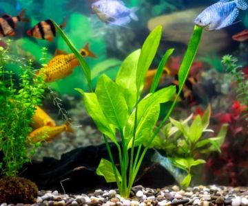 The Best Live Plants to Put in Your Aquarium for Water Health