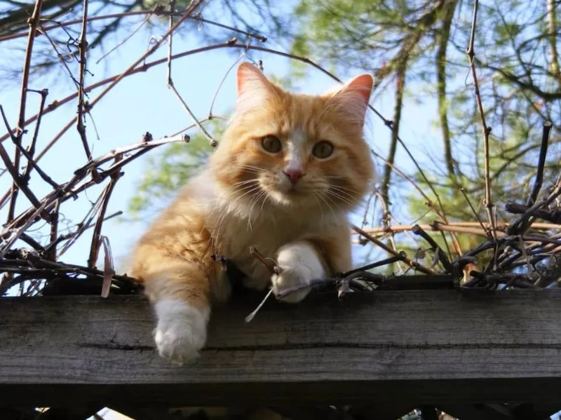 Why Do Kittens Chatter at Insects? | Understanding Kitten Behavior