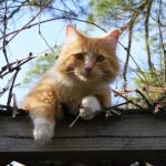 Why Do Kittens Chatter at Insects? | Understanding Kitten Behavior