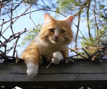 Why Do Kittens Chatter at Insects? | Understanding Kitten Behavior