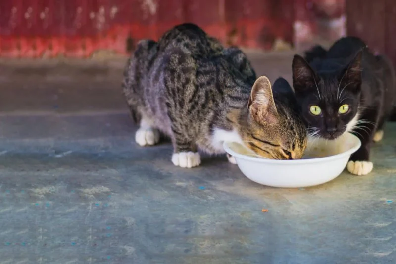 How to Stop a Kitten from Overeating Dry Food: Tips and Solutions