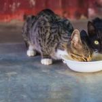 How to Stop a Kitten from Overeating Dry Food: Tips and Solutions