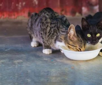How to Stop a Kitten from Overeating Dry Food: Tips and Solutions