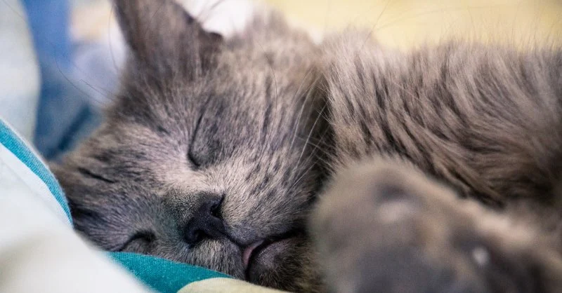 Understanding Feline Immunodeficiency Virus (FIV) in Cats: Symptoms, Diagnosis, and Care