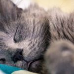 Understanding Feline Immunodeficiency Virus (FIV) in Cats: Symptoms, Diagnosis, and Care