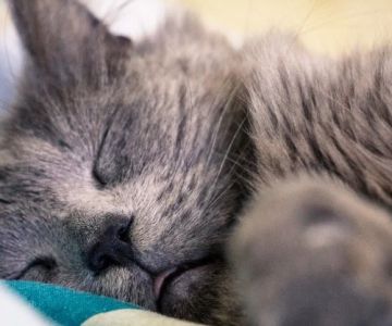 Understanding Feline Immunodeficiency Virus (FIV) in Cats: Symptoms, Diagnosis, and Care