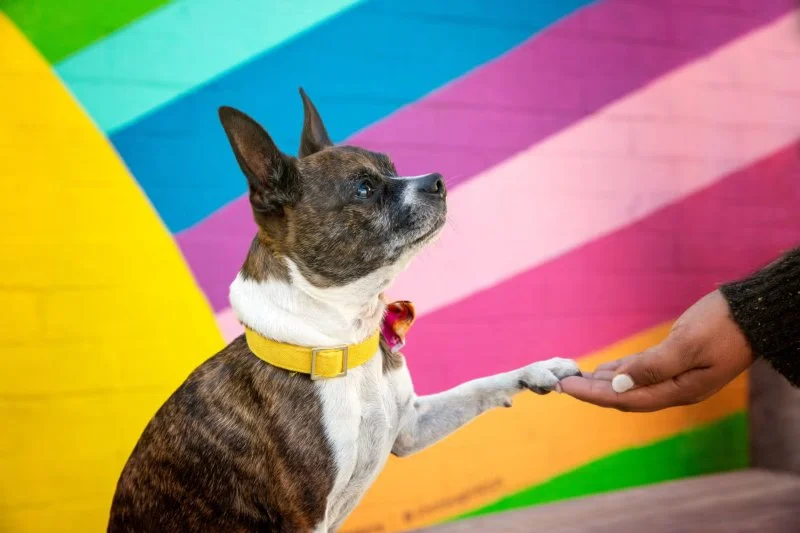 The Best Disaster Relief Organizations for Pets: How They Help and How You Can Support Them