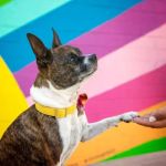 The Best Disaster Relief Organizations for Pets: How They Help and How You Can Support Them