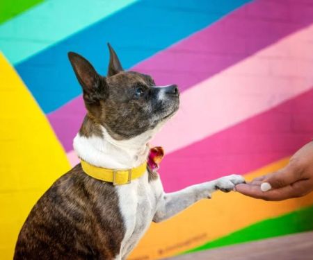 The Best Disaster Relief Organizations for Pets: How They Help and How You Can Support Them