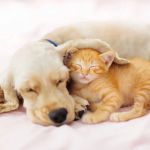 How to Introduce a Kitten to an Older Dog | Pet Introduction Tips