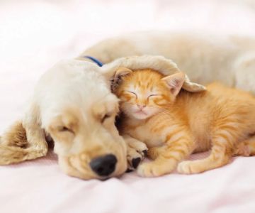 How to Introduce a Kitten to an Older Dog | Pet Introduction Tips