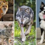 The History and Origins of the Domestic Dog – Understanding the Evolution and Significance