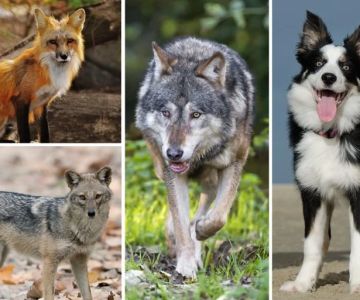 The History and Origins of the Domestic Dog – Understanding the Evolution and Significance