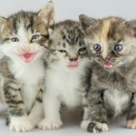 Understanding Fading Kitten Syndrome: Prevention and Care