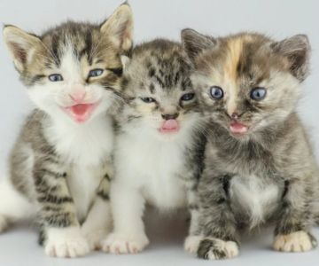 Understanding Fading Kitten Syndrome: Prevention and Care