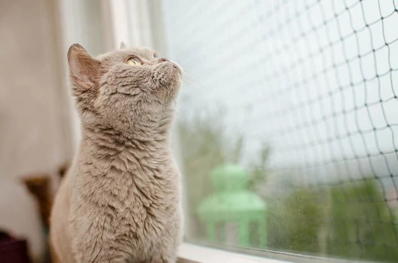 How to Stop a Kitten from Clawing at Window Screens