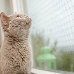 How to Stop a Kitten from Clawing at Window Screens