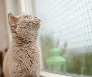 How to Stop a Kitten from Clawing at Window Screens