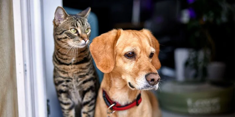 Best Pet Insurance Providers of 2024: Comparing Plans and Coverage